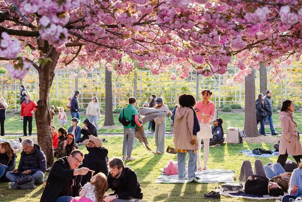 Hanami nights at Brooklyn Botanic Garden